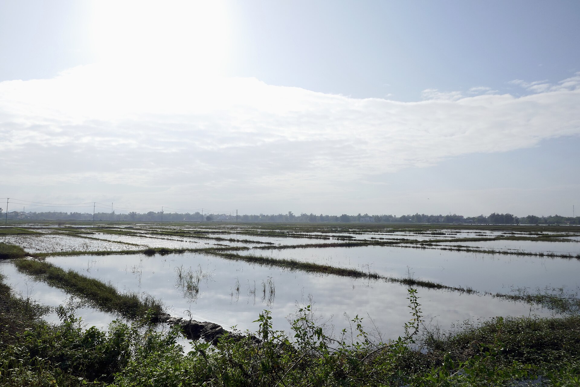 Water-filled fields and a low embankment in the countryside around Trà Quế.