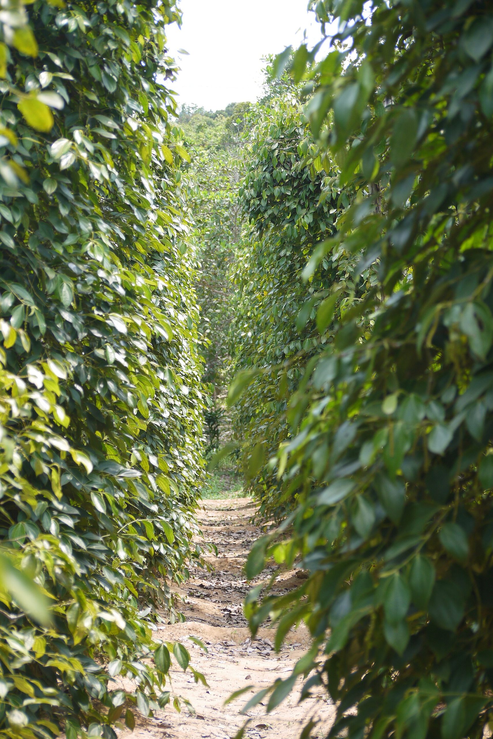 Rows of climbing pepper vines growing on supports in a Phú Quốc pepper garden.